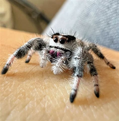 Phidippus regius Bahamas – phidippusmansion