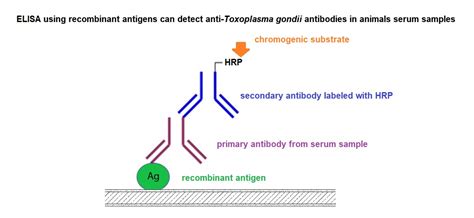 Toxoplasma gondii Recombinant Antigens in the Serodiagnosis of ...