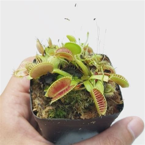 Buy Venus Fly Trap (Dionaea Muscipula) Online | Carnivorous Plant | Soiled