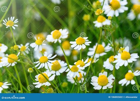 Wild Chamomile in the Field, Chamomile Plant Matricaria Chamomilla ...