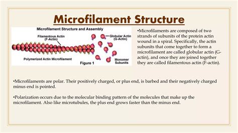 Cytoskeleton structure. Microfilaments, microtubules and intermediate ...