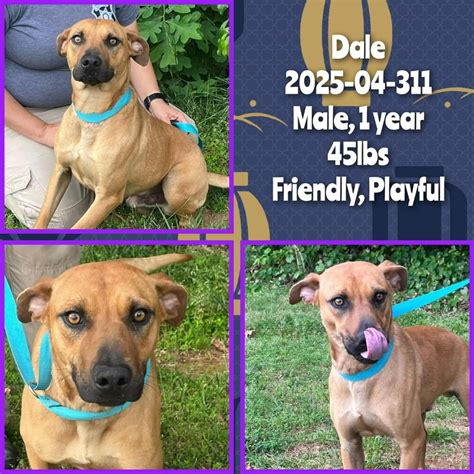 Adoptable (Official) Georgia Dogs for November 18, 2025 | GaPundit