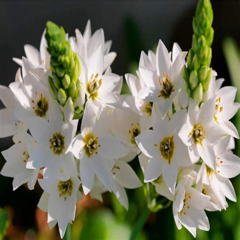 Bulbs for just Rs. 9 | The Affordable Organic Store – The Affordable ...