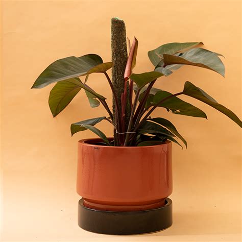 Effortless Elegance: Seamless Planter & Saucer Sets | Harla Arts