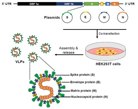 Assembly and Entry of Severe Acute Respiratory Syndrome Coronavirus 2 ...