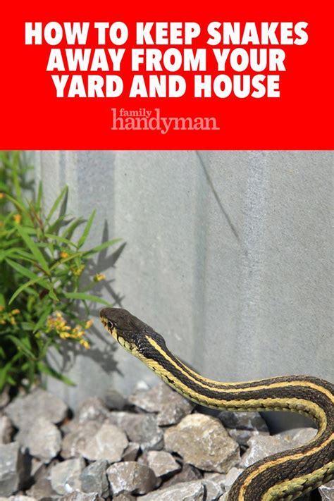 Effective Snake Deterrence: Keep Your Home Secure