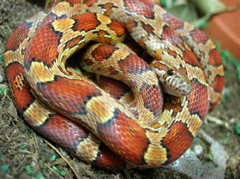 Pantherophis guttatus Kornnatter Okeetee in Wuppertal | Tiere ...