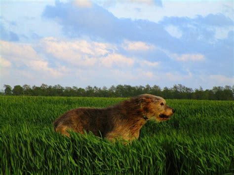 Dog in a field | Premium Photo
