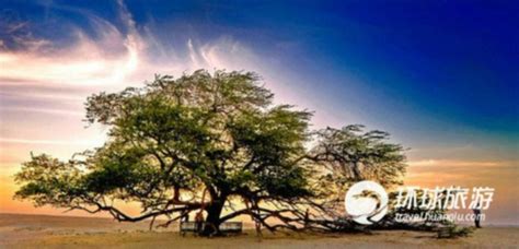 世间罕见的十种树(组图)--能源--人民网