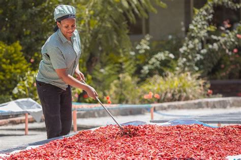 Image result for Modjo Ethiopia