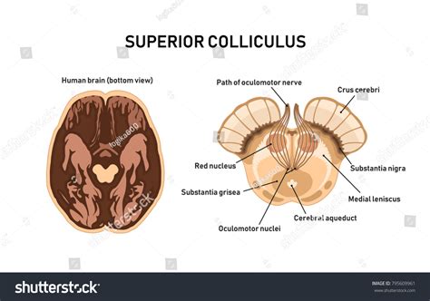 Superior Colliculus Midbrain Anatomy Vector Illustration 스톡 벡터(로열티 프리 ...