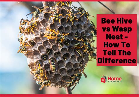 Bee Hive Vs Wasp Nest - How To Tell The Difference