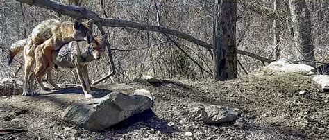 Image result for Wolves Mating Season