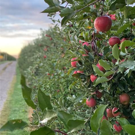 Orchard Information - Bauman Orchards