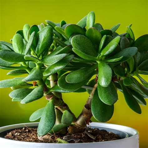 https://nationwideplants.com/cdn/shop/files/Jade_crassula_ovata_1-min.jpg?v=1739139230&width=1214