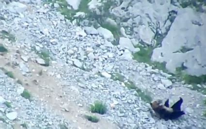 Image result for Bears Falling From Cliffs