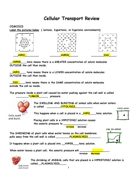 Free cellular transport and the cell cycle worksheet answers, Download ...