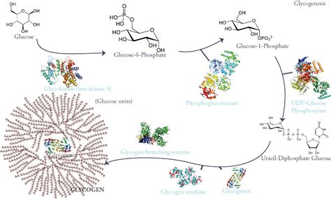 Glycogen Storage Diseases A Complex Problem Behind Complexed Sugar - MedPress - Le Magazine ...