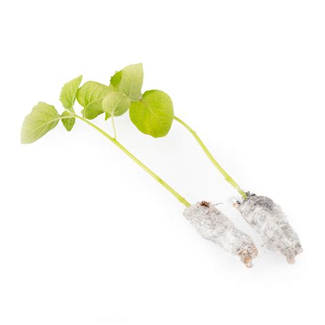 [Nursery] Golden Berry Plant 1 各 - Weee!