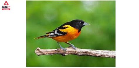 Why Do Birds Fly South In The Winter?- Birds Migration