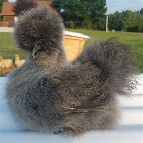 Fluffy Chicken Breeds