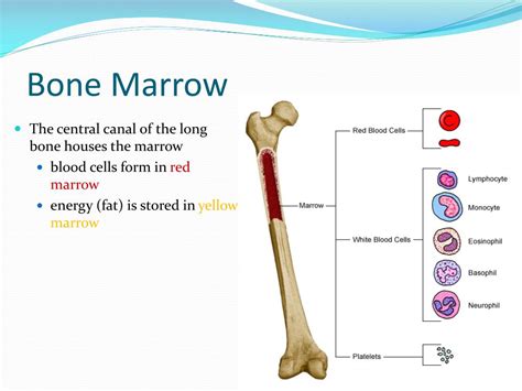 Image result for Bone Marrow Function