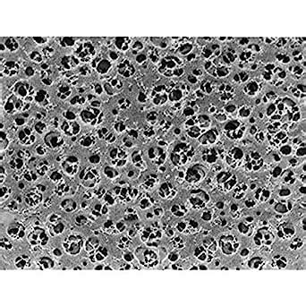 Sartorius 11107-47N CA Membrane Filter, 0.2 um, 47 mm (Pack of 100 ...