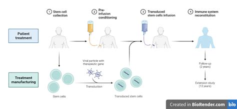Basic Process of Gene Therapy 的图像结果