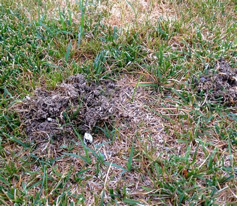 Purdue Turf Tips: What Was That? Flying Green June Beetles Will Get ...