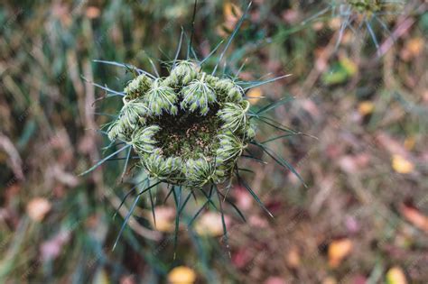 Premium Photo | Green forest floor plants growing