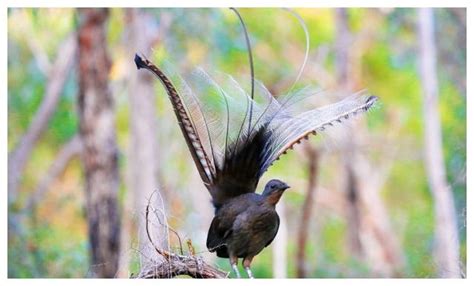 澳大利亚琴鸟图片(3分钟了解语言大师琴鸟)