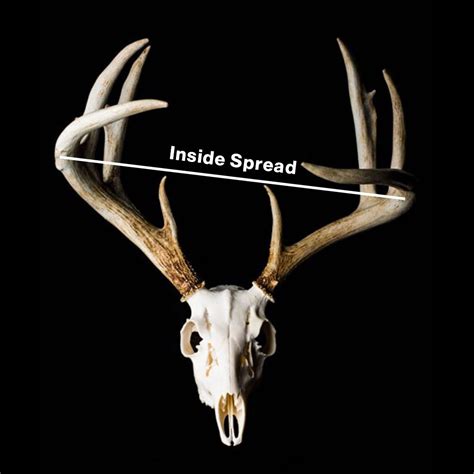 How to Score a Deer: The Antler Scoring System | Ambush Hunting Blinds