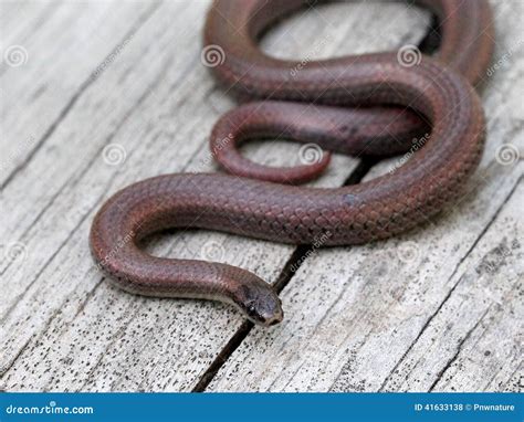 Sharp-tailed Snake Stock Photography | CartoonDealer.com #69786476