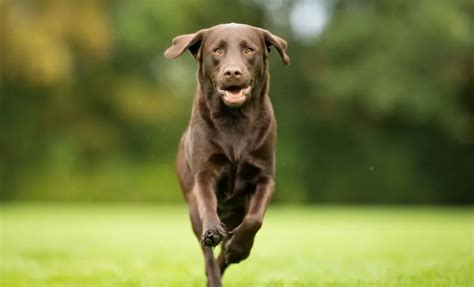 Image result for Labrador Retriever All Colors