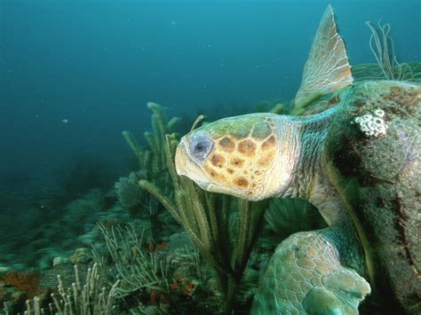 Loggerhead Turtle 的图像结果