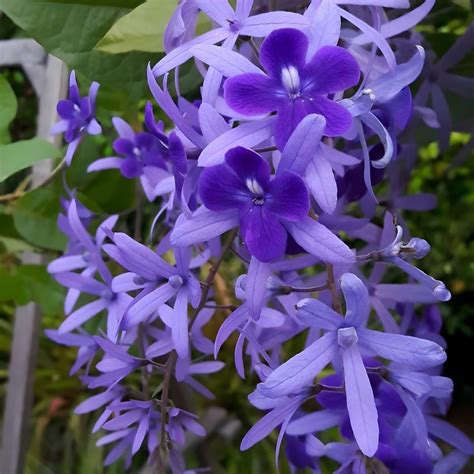 Nilmoni Lata Flower Live Plant Petrea volubilis Vine Purple Wealth ...