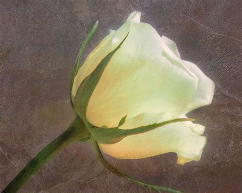 Hadley House Rosewall by Hal Halli Wall Art, 18 x 24 : Amazon.in: Home ...