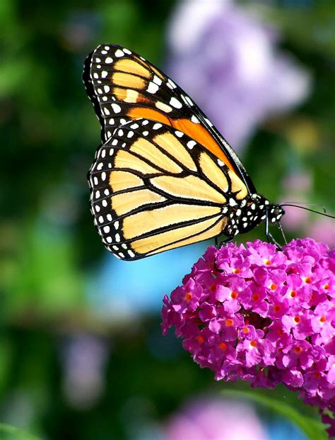 Flowers And Butterflies Images