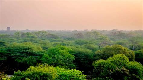 International Day of Forests 2023: Date, History, Importance and ...