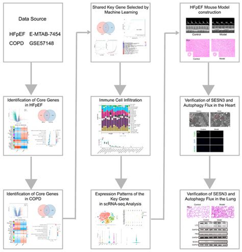 Potential Role of SESN3 in Linking Heart Failure with Preserved ...