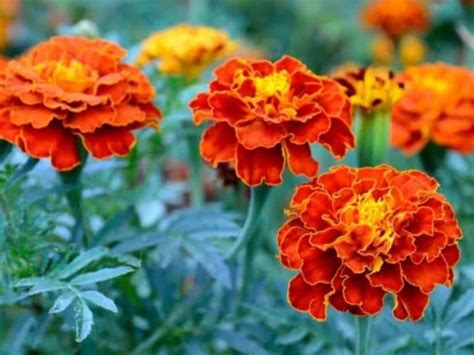 Marigold Flower: কুঁড়িতে কুঁড়িতে ভরে যাবে গাঁদা গাছ...! ৩০-৪৫ দিনেই ...