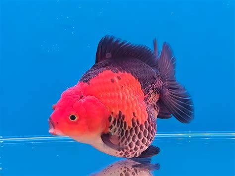Buy Premium Oranda Goldfish Online – Top Grade Beauty
