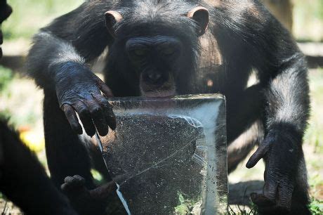 Chimp Using Fire 的图像结果