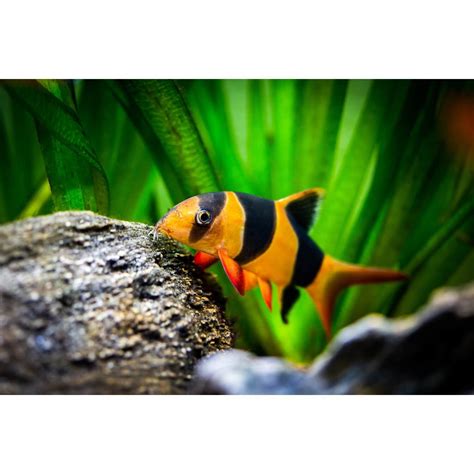 Clown Loach | Pet Supermarket