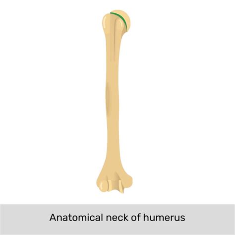 Humerus Posterior View