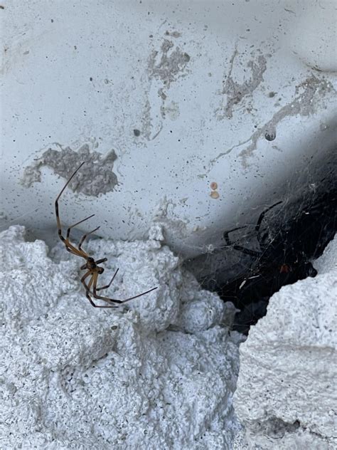 Female and male black widows : r/spiders