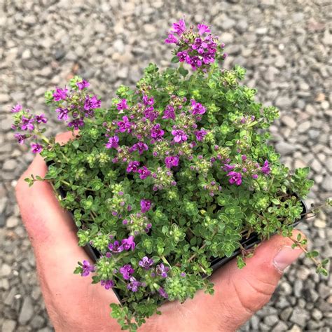 Thyme Pink Flowers at Albert Jarman blog