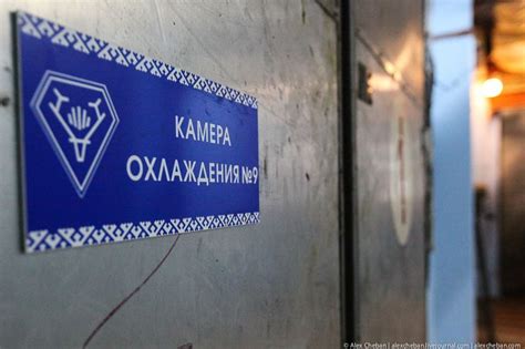 Как делают колбасу из оленины? (54 фото)