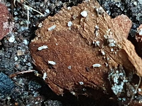 Image result for Springtail Jump