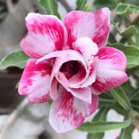 Grafted Adenium Code : 24 – Indian Gardens
